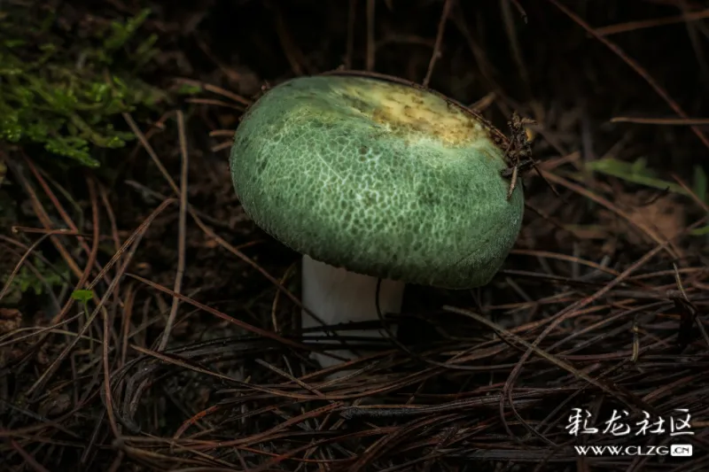 舌尖上的云南野生青头菌