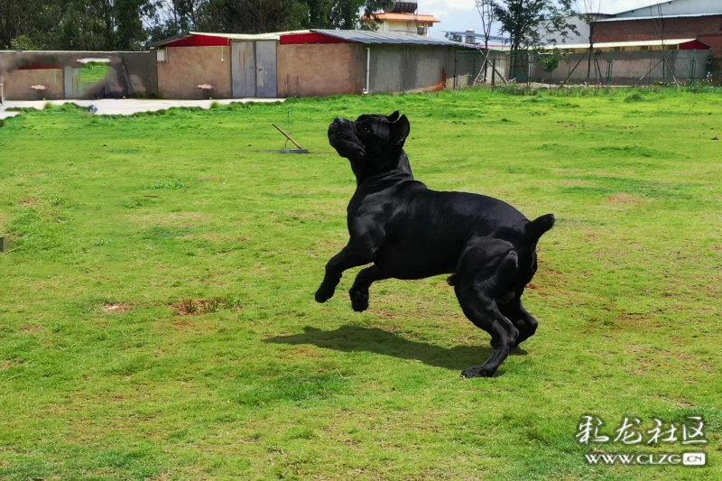 意大利凯因克尔索犬