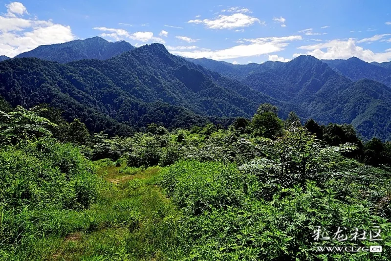 高黎贡山,怒江百鸟谷云端鸟巢!