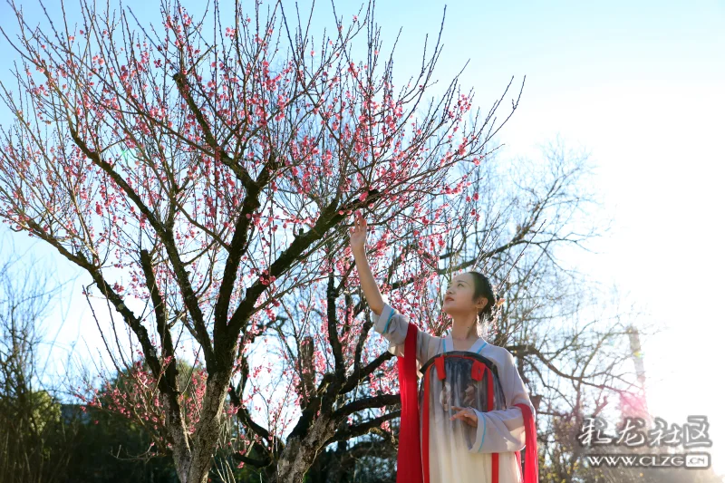 伴君常开花一朵