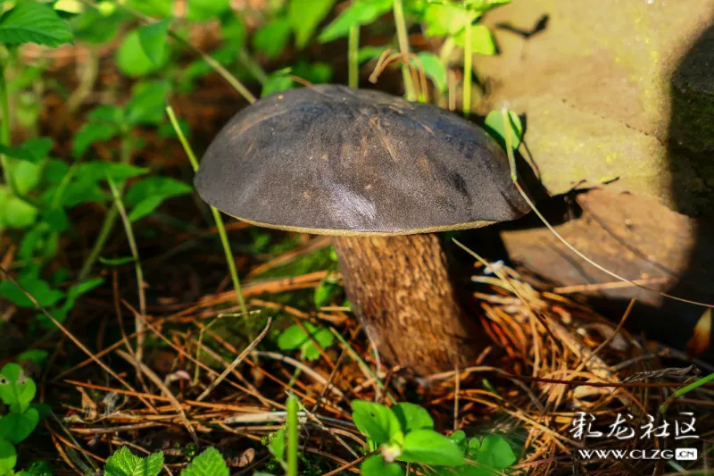 舌尖上的云南——野生黑牛肝菌