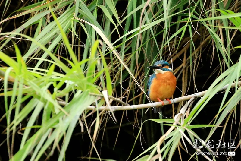 普者黑别人玩水我拍小翠