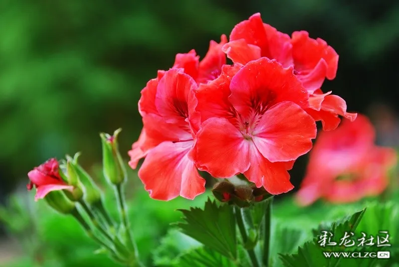 资料:天竺葵(学名:pelargonium hortorum),别名洋绣球,石腊红,入腊红